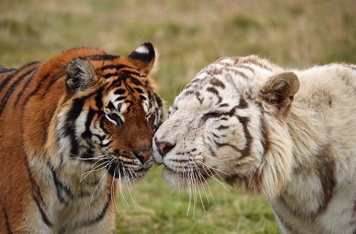 two tigers