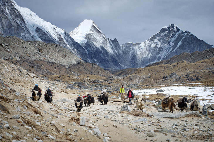 yak herders