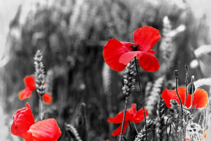 Remembrance Day poppies - History with a heart