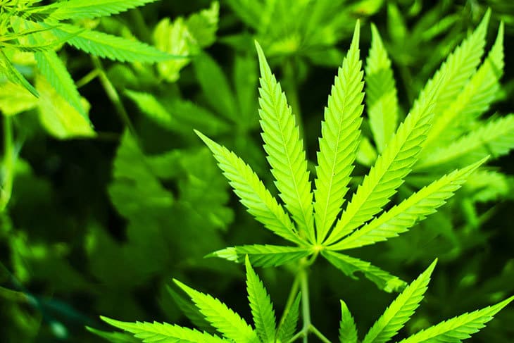 Плюсы в курении марихуаны кончики листьев у марихуаны желтеют