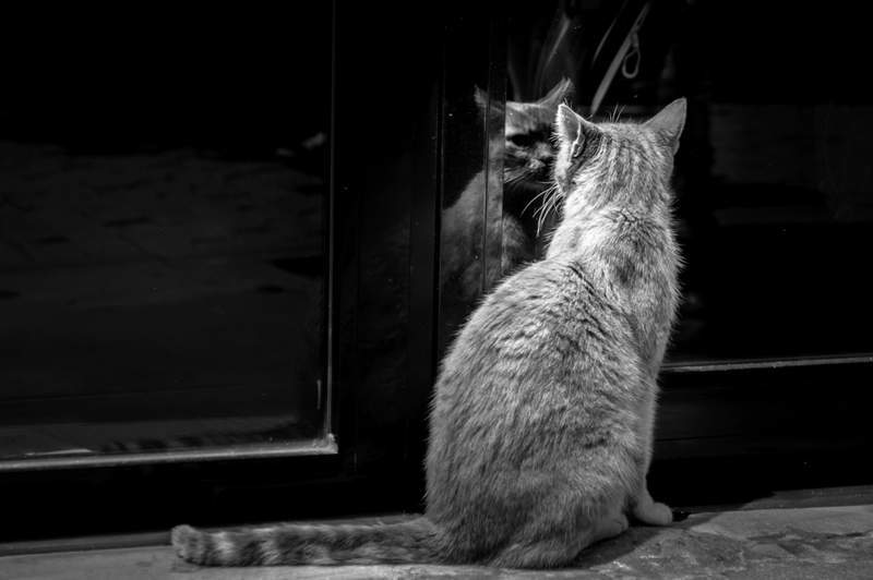 Cat looking at itself in the mirror