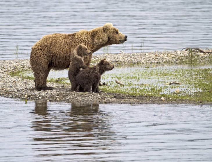 Mother bear and cubs - The Way of the Bear fiction