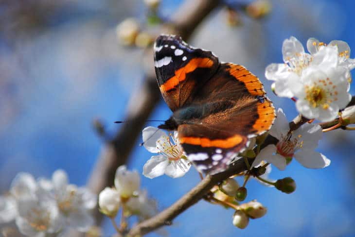 Monarch butterfly on branch - We all have wings fiction