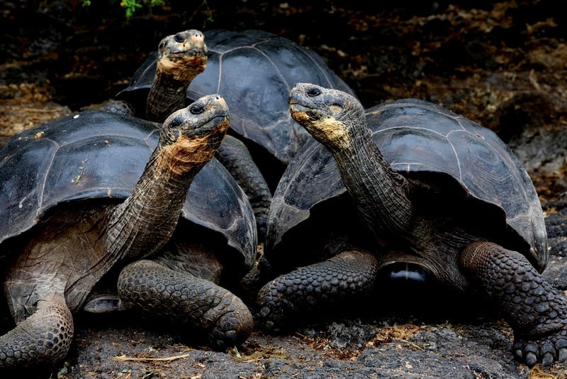 Three giant Galapagos Tortoises with necks extended