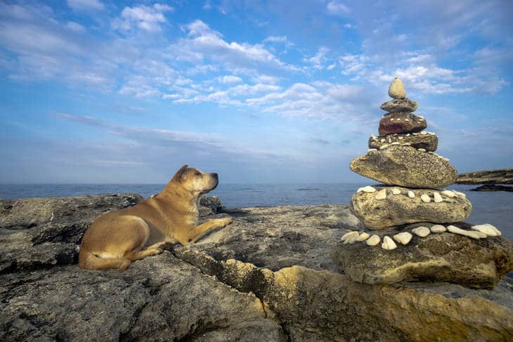 Dog on beach beside stack of stones - How to love mindfully