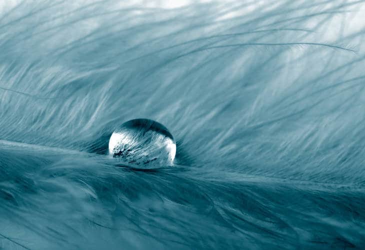 Raindrop on blue feather - Poems by Joseph Lisowski