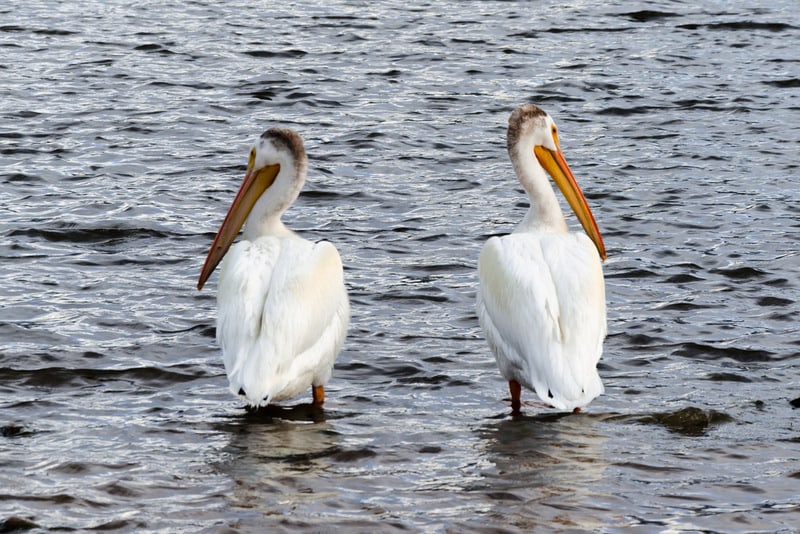 Two pelicans sitting next to each other with heads turned away