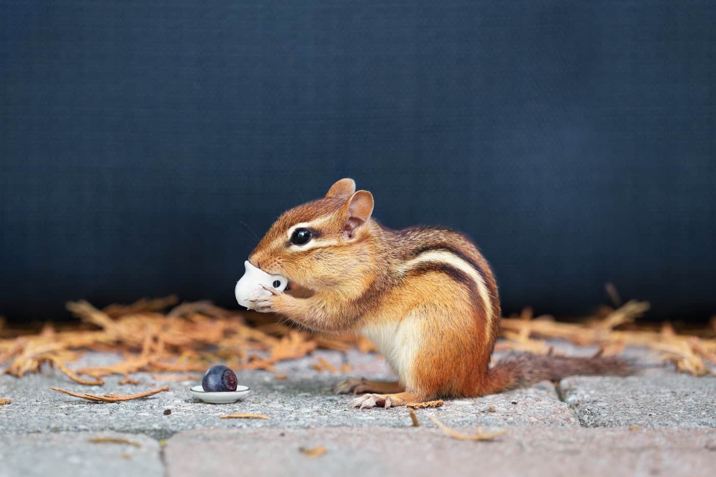 animal chipmunk - clever quotes