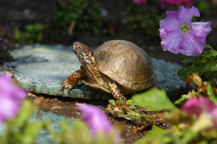 Closeup of turtle - Grandmother turtle's shell fiction