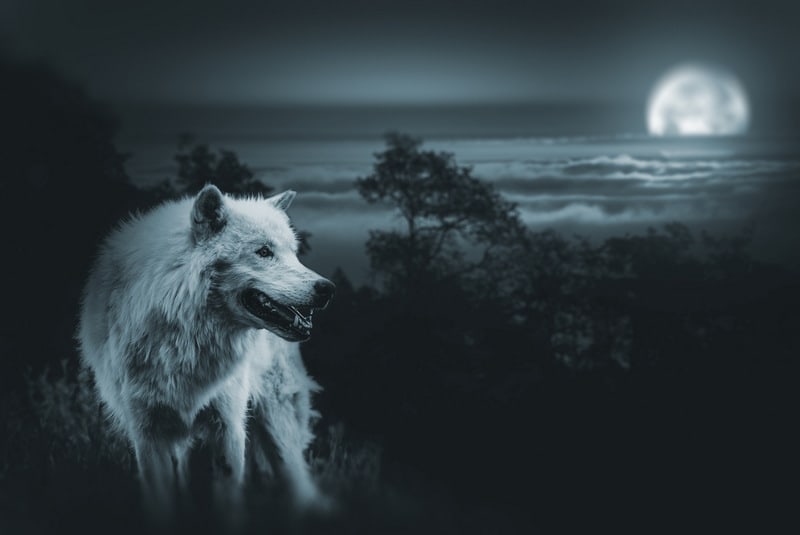 White male wolf at night