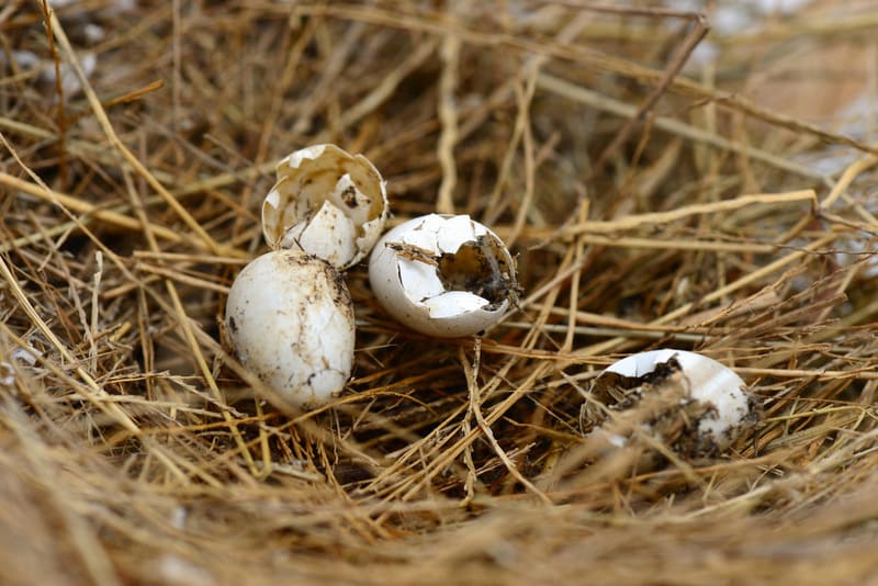 Bird's nest with three broken eggs