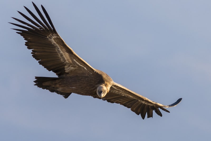 Vulture flying