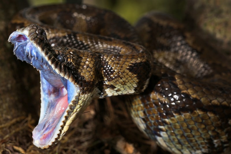 Head of Madagascar tree boa