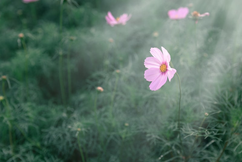 Pink cosmos in a field with ray of sunlight