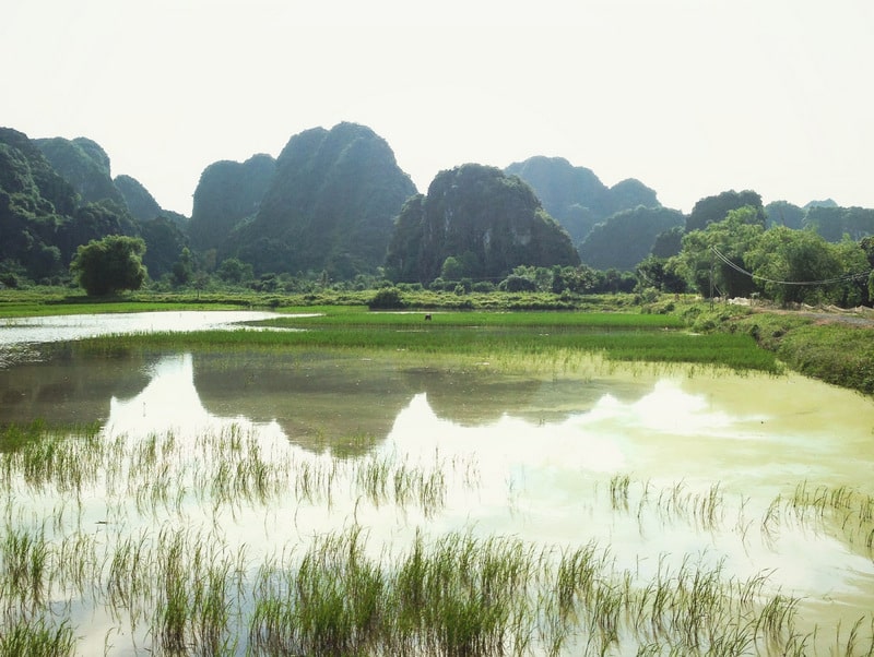 Landscape scene of limestone karsts reflected in ponds surrounding rice paddies