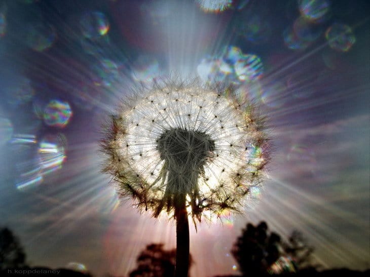 Illuminated dandelion representing wisdom - Setting our thoughts free