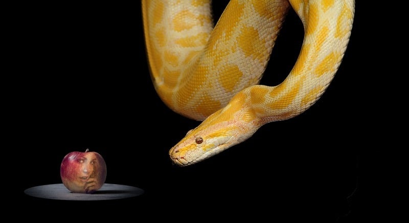 Snake with apple