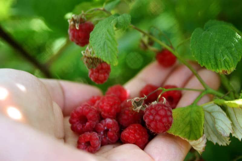 MY WALK WITH GOD: Finding peace and spiritual fulfillment in nature 79 Hand holding raspberries from bush - My walk with God