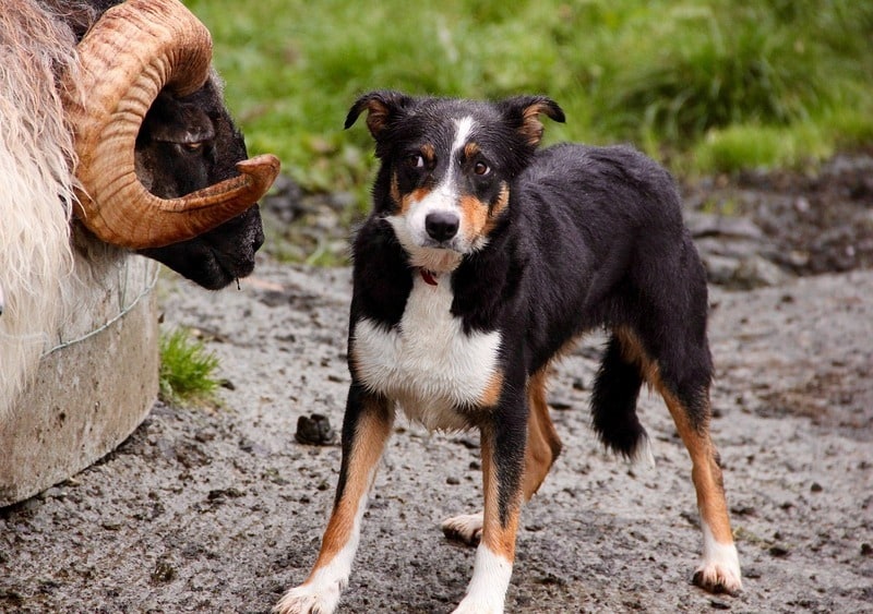 Sheep dog confronting a ram