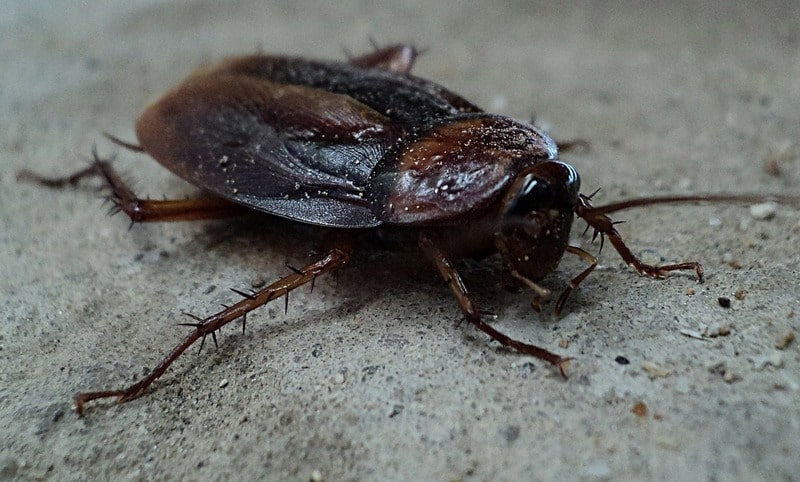Large cockroach