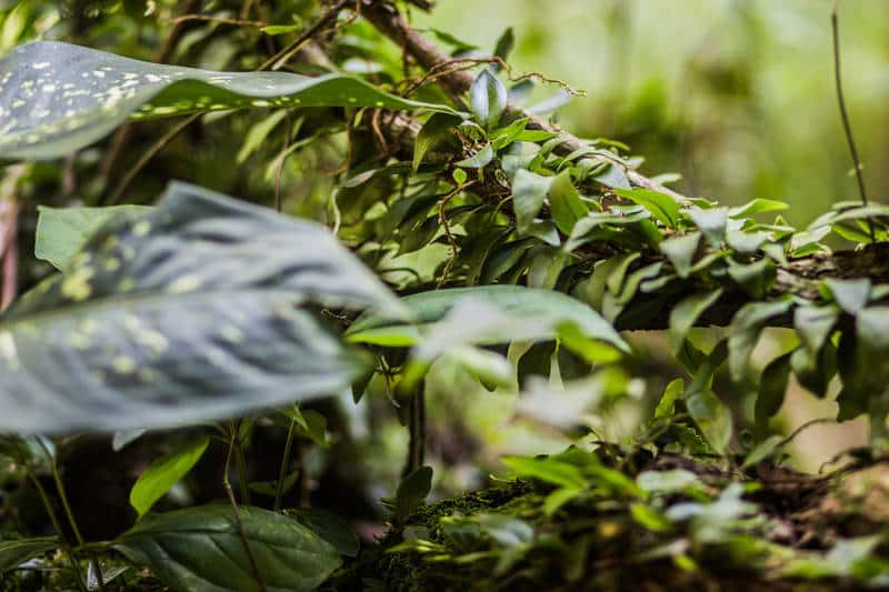 Ayahuasca vine - Listening to Ayahuasca book review