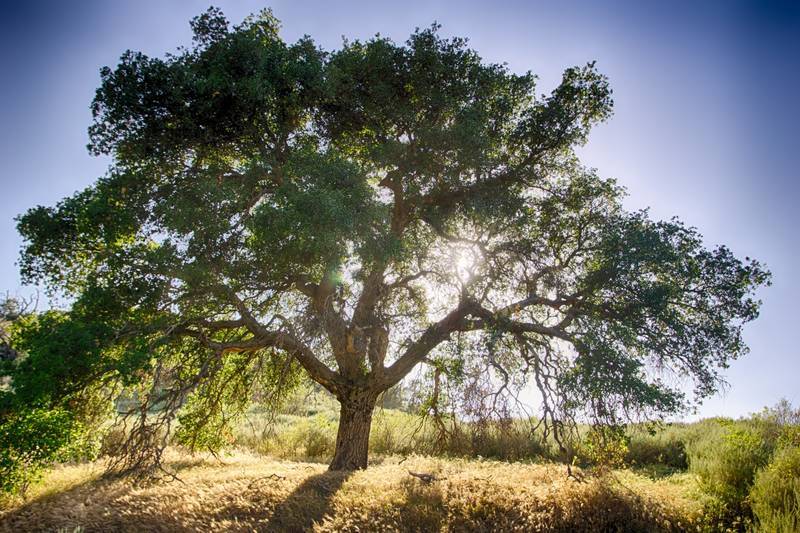 Big oak tree in sun - Go ask the oak tree