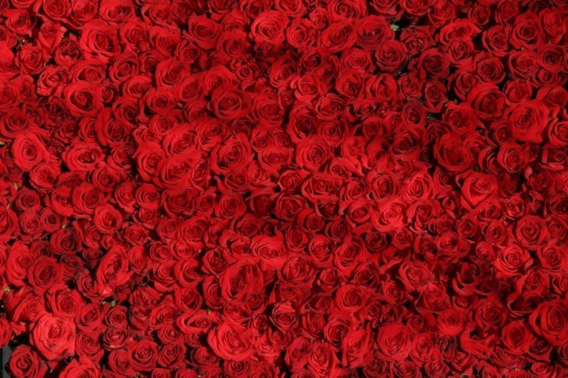 Solid wall of red roses