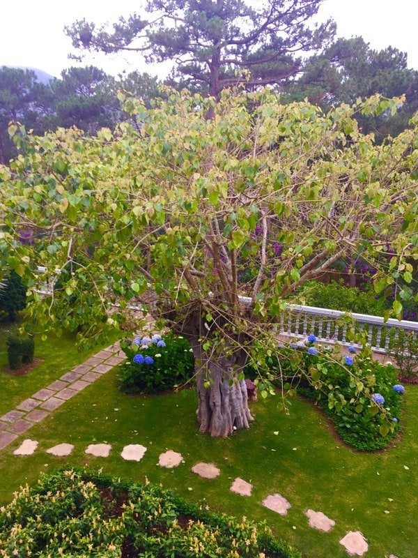 Gardens in Truc Lac