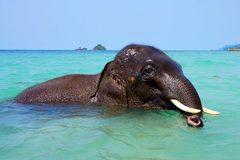elephant bathing