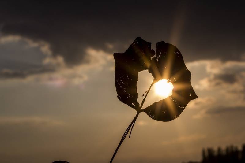 Leaf with heart shape cut out of it against cloudy sky - An unconditional goodbye