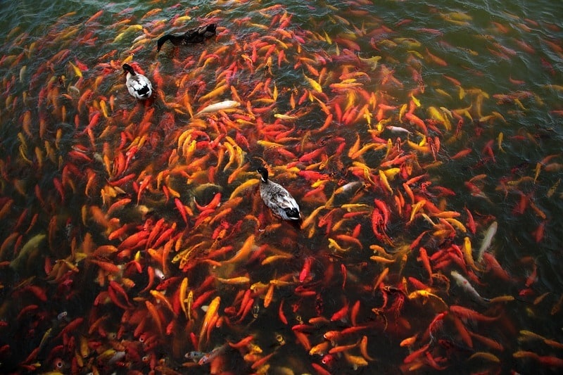 Koi fish in a pond