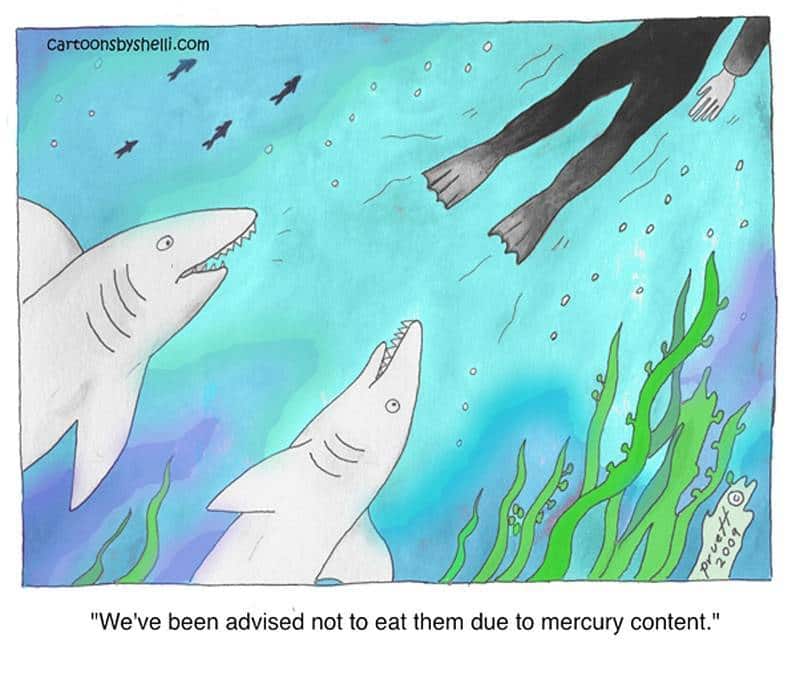 Two sharks deciding whether or not to eat a scuba diver - Don't eat the humans!