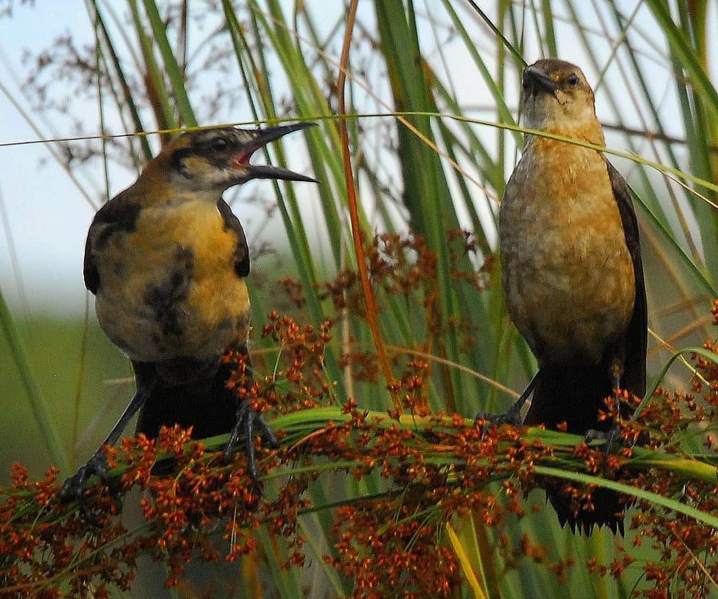 Two birds on a branch, one call to the other