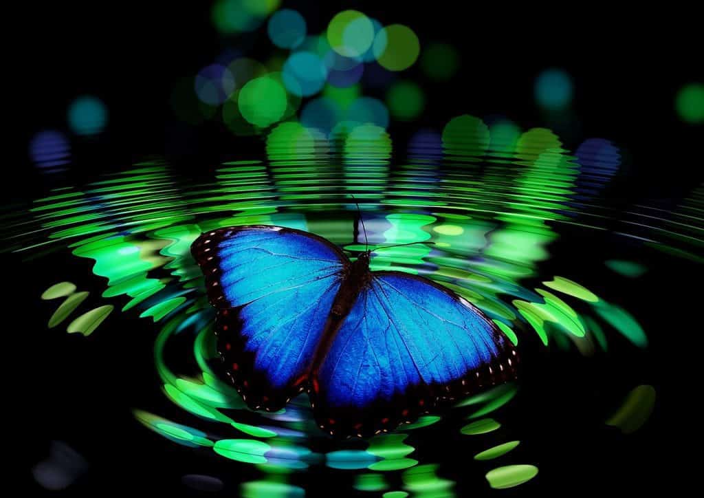 butterfly on pond with wave ripples
