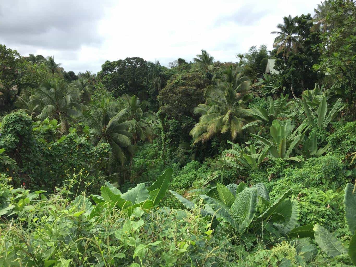 Empty jungle-like lot behind hotel in Suva - Homage to Fiji
