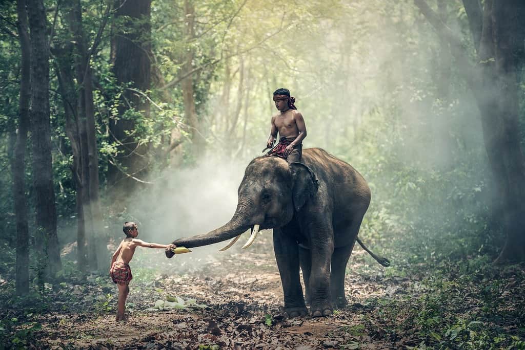 young boy caressing an elephant's trunk