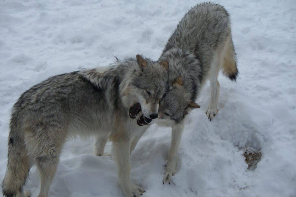 Two wolves fighting