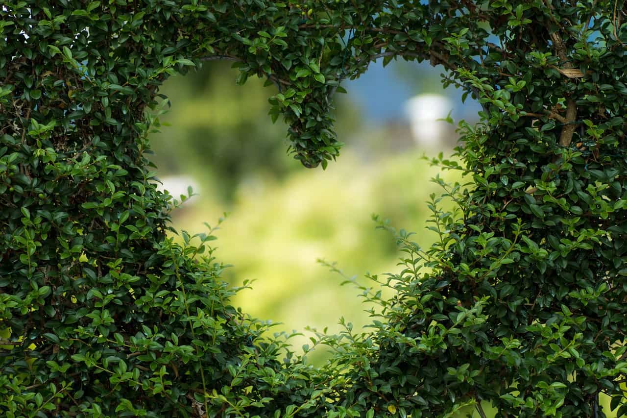 Heart-shaped hole in green bush - Big Love