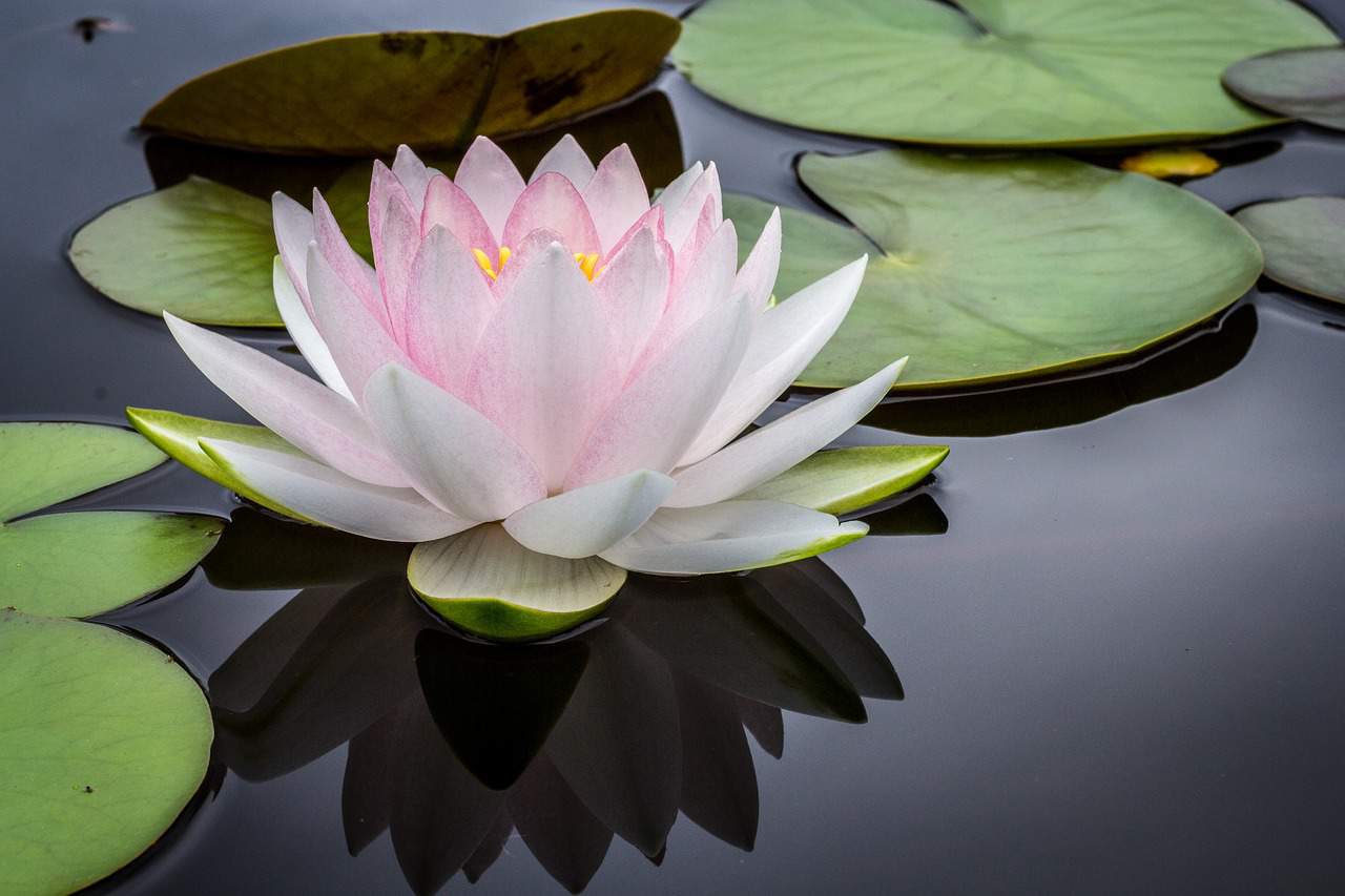 Light pink lotus in pond - Inquire deeply