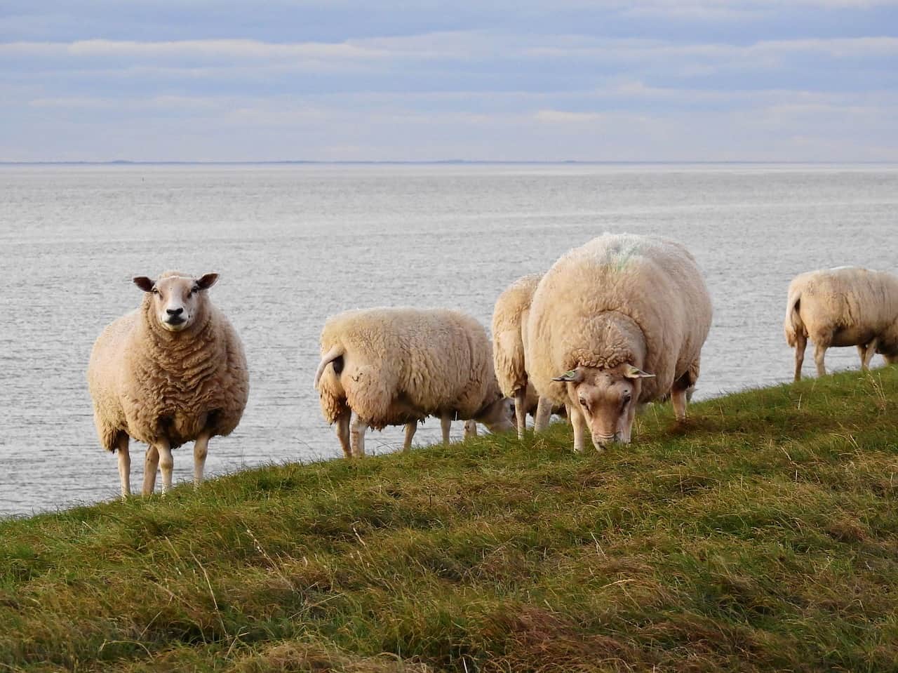 Sheep next to body of water - Poems by John Grey