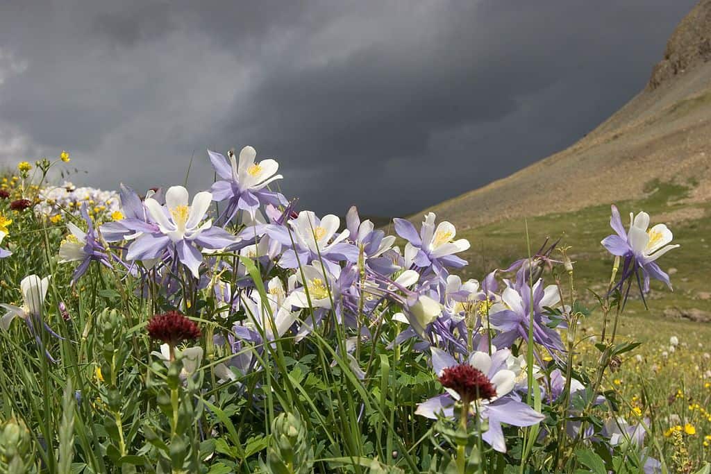 Columbine flowers against dark sky in Colorado - Poems by Ji Strangeway