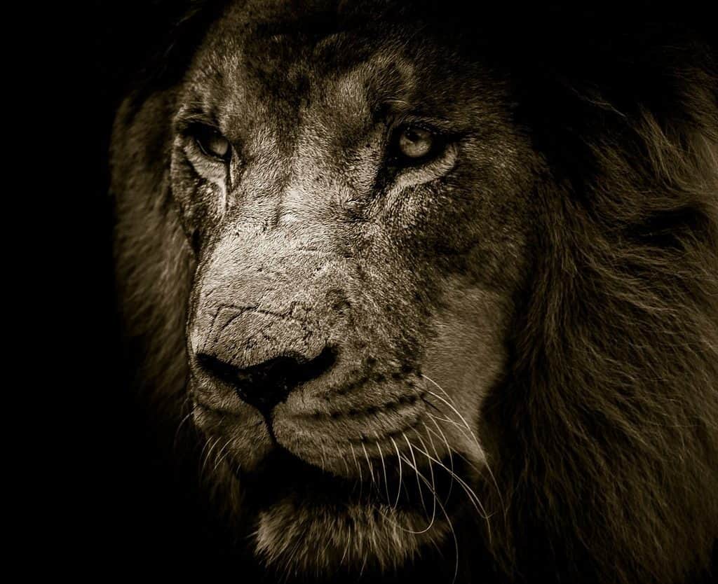lion