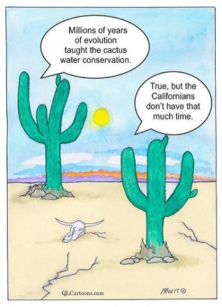 cactusnew