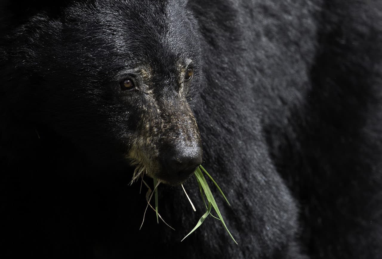 Black bear with grass in its mouth - Walk by your bear
