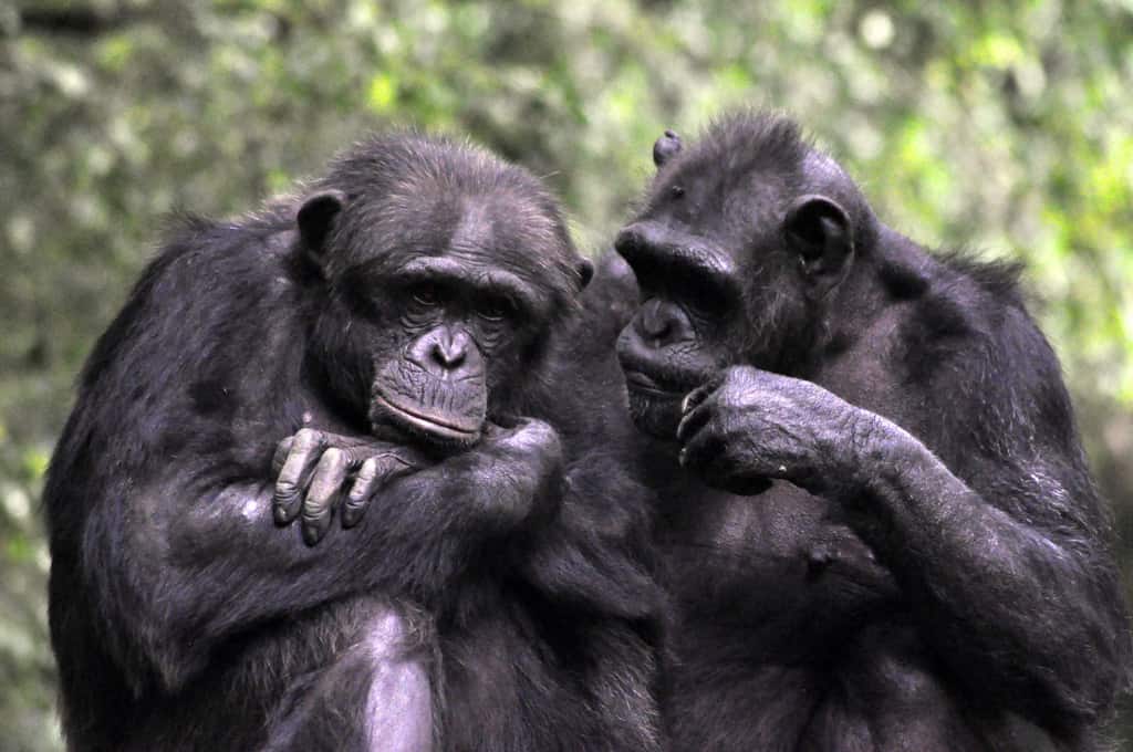 TIME TO QUIT: Sometimes it’s better to allow your project to fail 13 monkeys