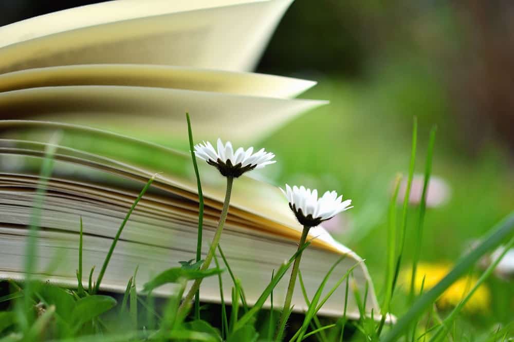 Dandelions next to book in meadow grass - Sermon series