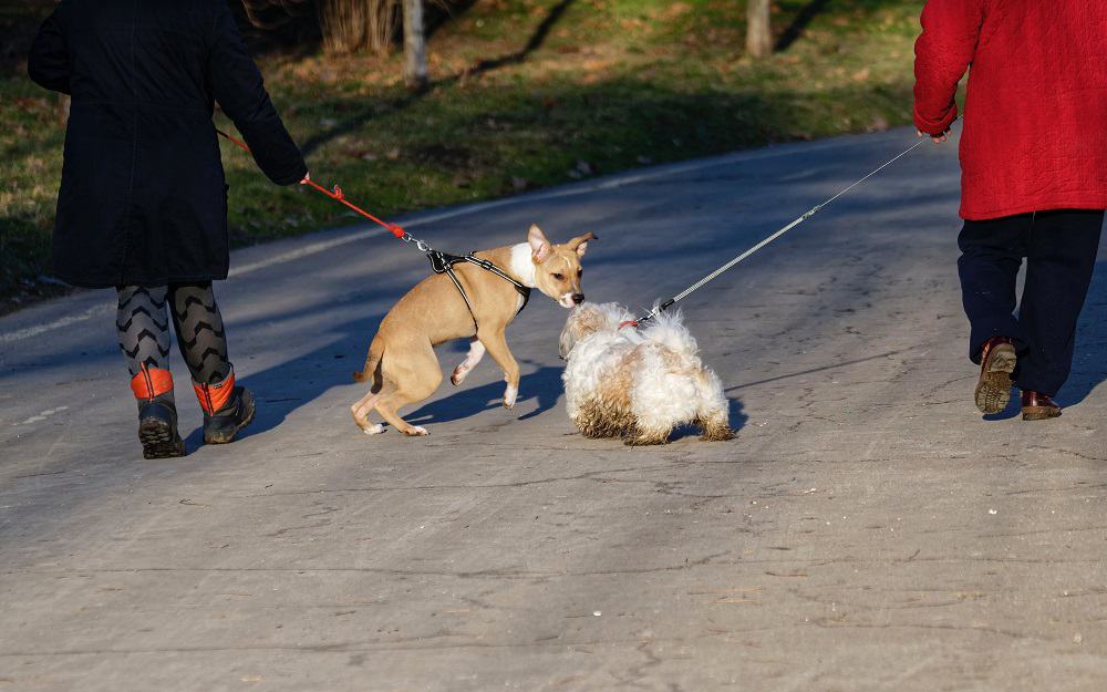 NO CHEMICALS REQUIRED: 7 wholistic ways to help yourself recover from addiction 13 Two people each walking their dogs side by side - No chemicals required