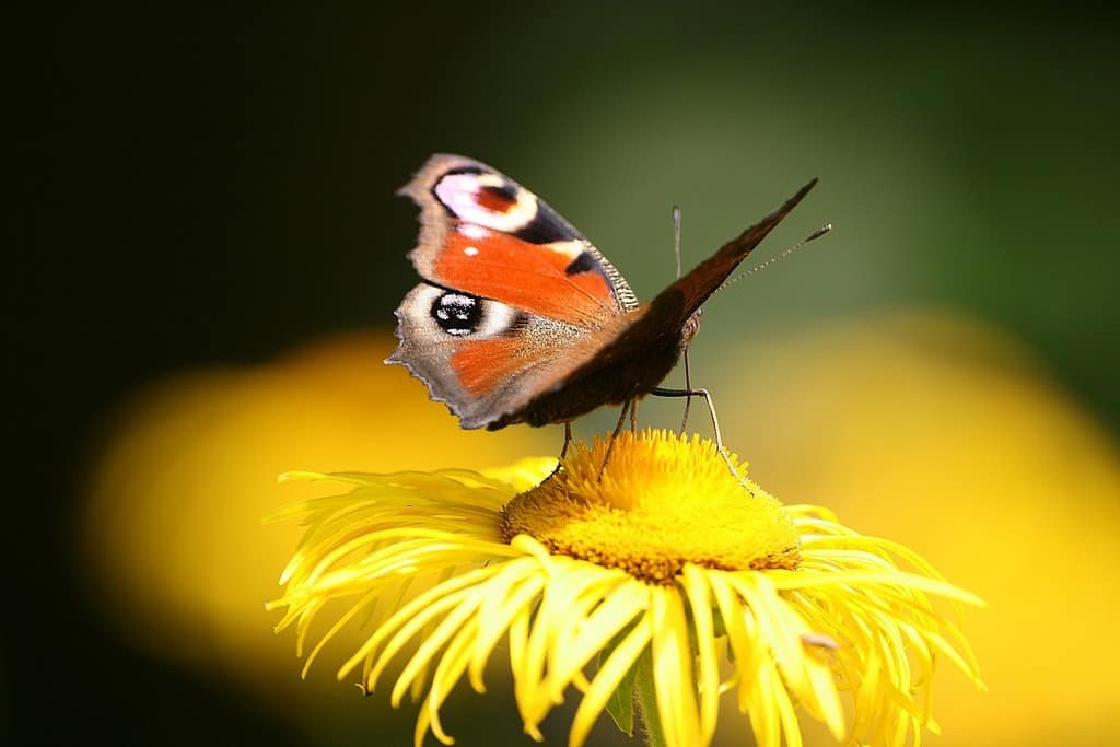 butterfly on daisy