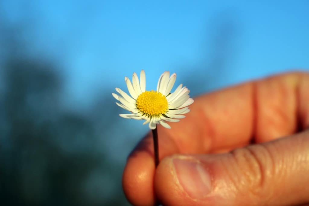 hand holding daisy