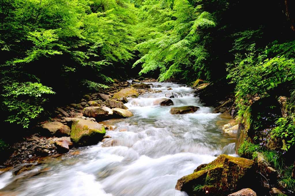 BREATHE FRESH AIR: 5 ways to reconnect with nature 13 Stream in the woods